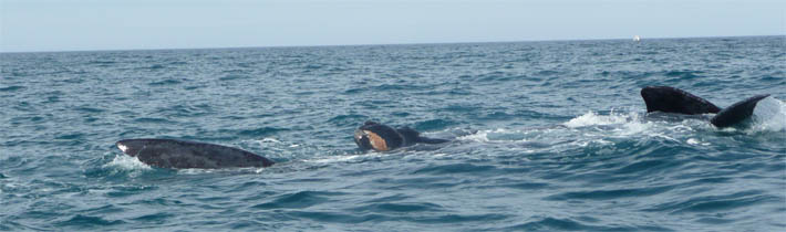 Image:Avistaje de ballenas en Puerto Pirámides