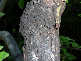 arbol1.jpg